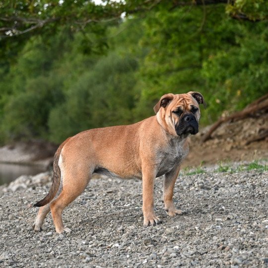 chien Bulldog continental fauve After the show "Alma" Elevage des Symphonies d'arlequin