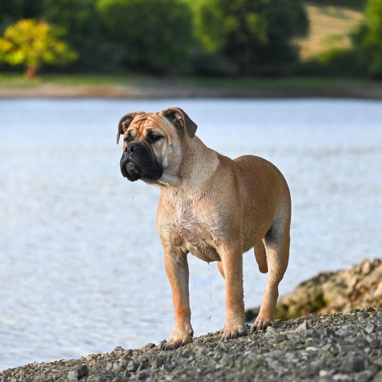chien Bulldog continental fauve After the show "Alma" Elevage des Symphonies d'arlequin