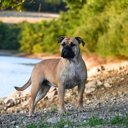 chien Bulldog continental fauve After the show "Alma" Elevage des Symphonies d'arlequin