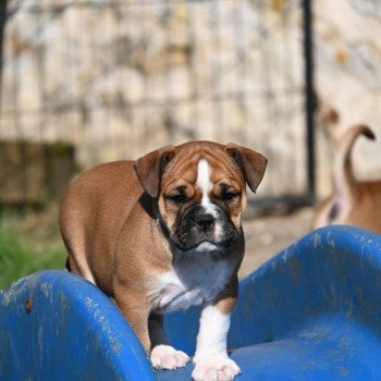 chiot Bulldog continental fauve After the storm Elevage des Symphonies d'arlequin chiot Bulldog continental fauve After the storm Elevage des Symphonies d'arlequin
