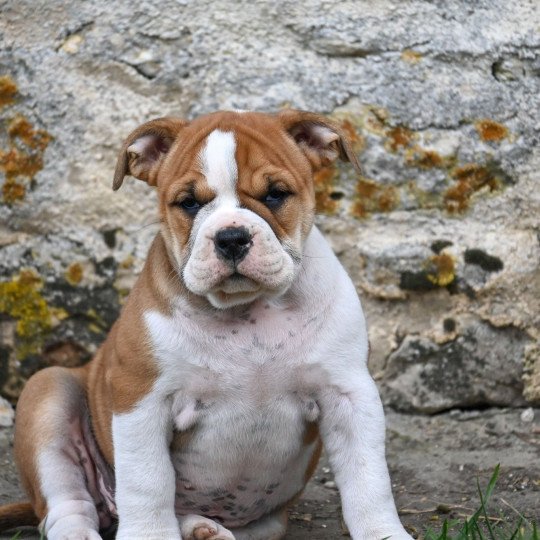 chiot Bulldog continental fauve After the tears Elevage des Symphonies d'arlequin
