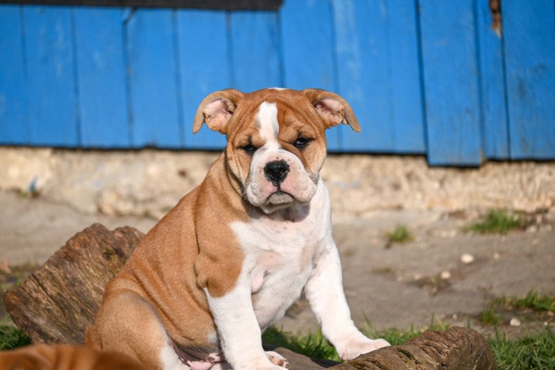 After the tears Des Symphonies d'arlequin Femelle Bulldog continental After the tears Des Symphonies d'arlequin Femelle Bulldog continental
