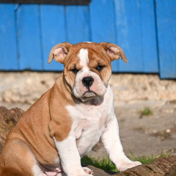 chiot Bulldog continental fauve After the tears Elevage des Symphonies d'arlequin chiot Bulldog continental fauve After the tears Elevage des Symphonies d'arlequin