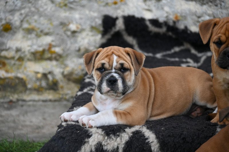 After today Des Symphonies d'arlequin Femelle Bulldog continental