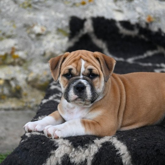 After today Des Symphonies d'arlequin Femelle Bulldog continental