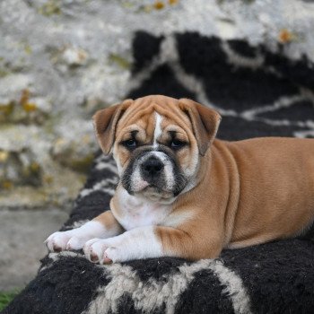 chiot Bulldog continental fauve After today Elevage des Symphonies d'arlequin chiot Bulldog continental fauve After today Elevage des Symphonies d'arlequin