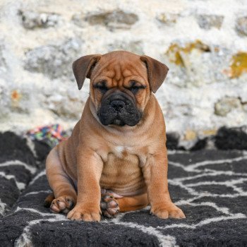 chiot Bulldog continental fauve After tonight Elevage des Symphonies d'arlequin chiot Bulldog continental fauve After tonight Elevage des Symphonies d'arlequin