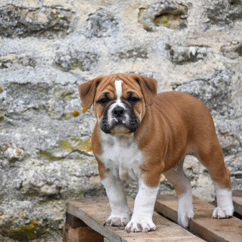 chiot Bulldog continental fauve After you Elevage des Symphonies d'arlequin chiot Bulldog continental fauve After you Elevage des Symphonies d'arlequin