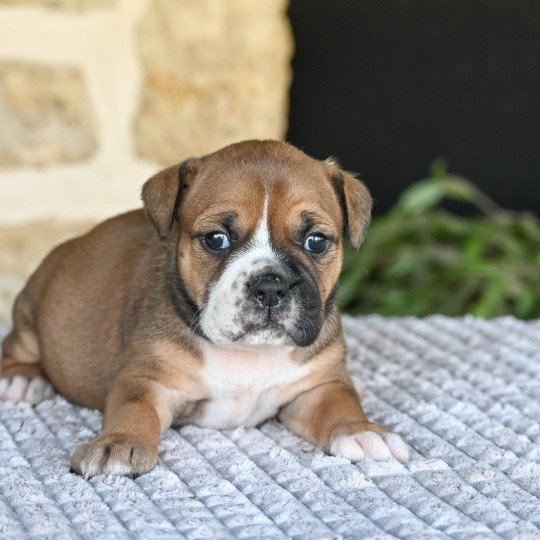 chiot Bulldog continental All night Elevage des Symphonies d'arlequin