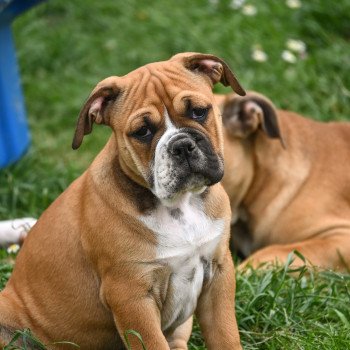 chiot Bulldog continental All night Elevage des Symphonies d'arlequin chiot Bulldog continental All night Elevage des Symphonies d'arlequin