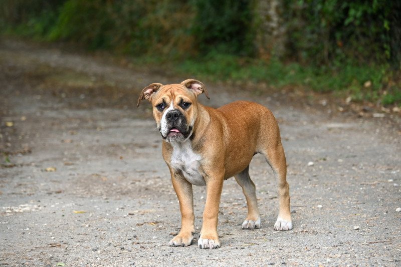 All night Des Symphonies d'arlequin Femelle Bulldog continental