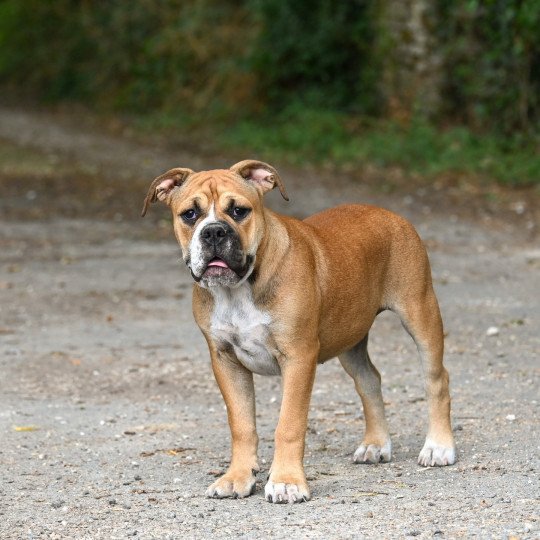 All night Des Symphonies d'arlequin Femelle Bulldog continental