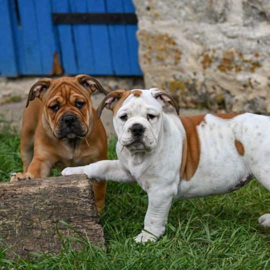 chiot Bulldog continental fauve et blanche All of me Elevage des Symphonies d'arlequin
