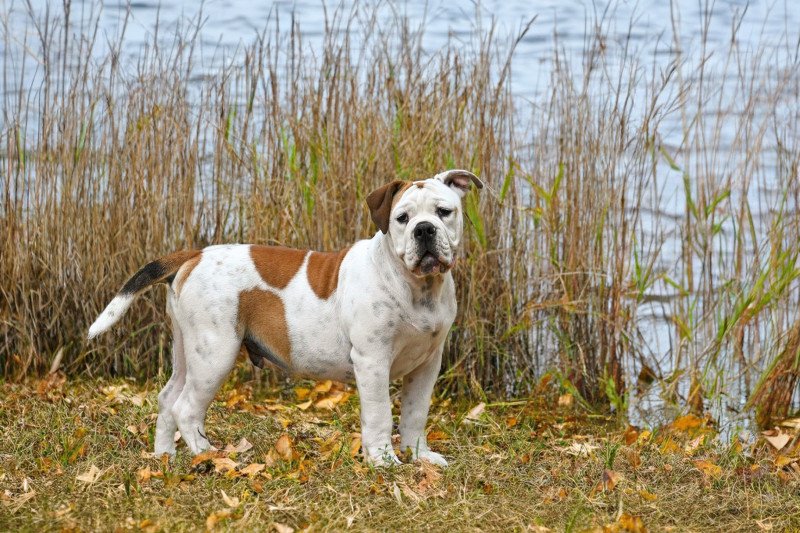 All of me Des Symphonies d'arlequin Femelle Bulldog continental