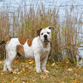All of me Des Symphonies d'arlequin Femelle Bulldog continental