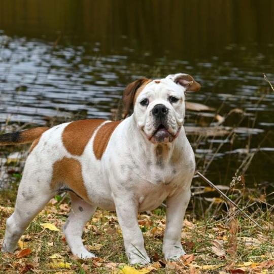 chien Bulldog continental fauve et blanche All of me Elevage des Symphonies d'arlequin