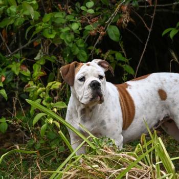 chien Bulldog continental fauve et blanche All of me Elevage des Symphonies d'arlequin
