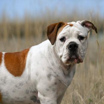 chien Bulldog continental fauve et blanche All of me Elevage des Symphonies d'arlequin