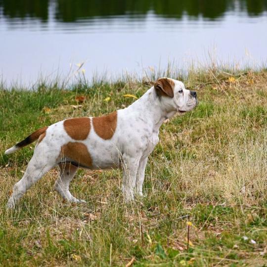chien Bulldog continental fauve et blanche All of me Elevage des Symphonies d'arlequin