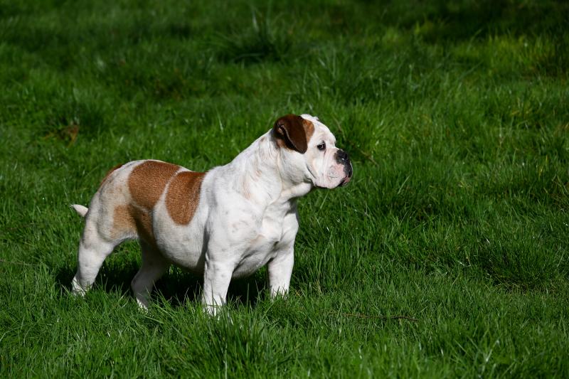 All of me Des Symphonies d'arlequin Femelle Bulldog continental