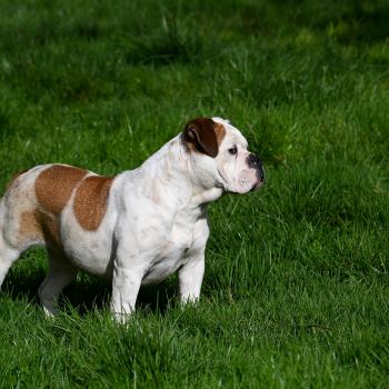 chien Bulldog continental fauve et blanche All of me Elevage des Symphonies d'arlequin