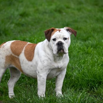 chien Bulldog continental fauve et blanche All of me Elevage des Symphonies d'arlequin