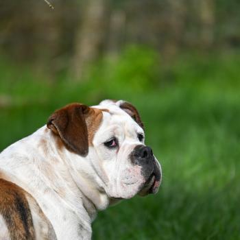 chien Bulldog continental fauve et blanche All of me Elevage des Symphonies d'arlequin