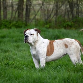 chien Bulldog continental fauve et blanche All of me Elevage des Symphonies d'arlequin