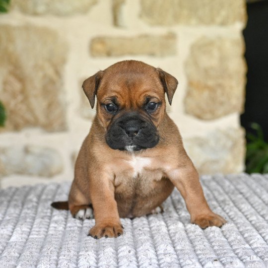 chiot Bulldog continental fauve All of this Elevage des Symphonies d'arlequin