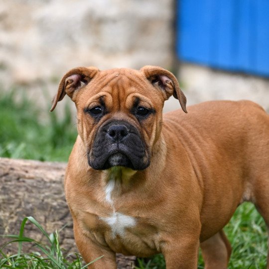 chiot Bulldog continental fauve All of this Elevage des Symphonies d'arlequin