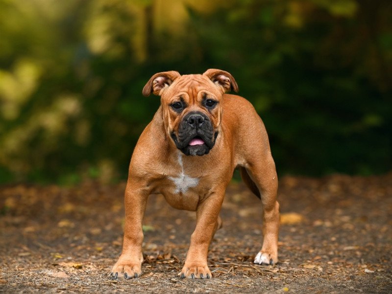 All of this Des Symphonies d'arlequin Femelle Bulldog continental