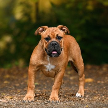 All of this Des Symphonies d'arlequin Femelle Bulldog continental