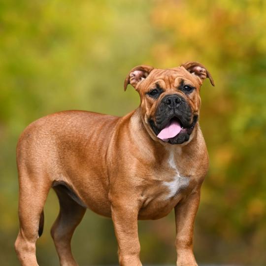 chien Bulldog continental fauve All of this Elevage des Symphonies d'arlequin