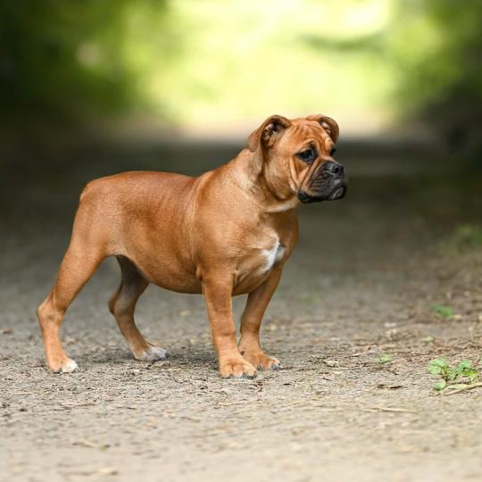 chien Bulldog continental fauve All of this Elevage des Symphonies d'arlequin