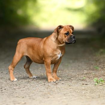 chien Bulldog continental fauve All of this Elevage des Symphonies d'arlequin