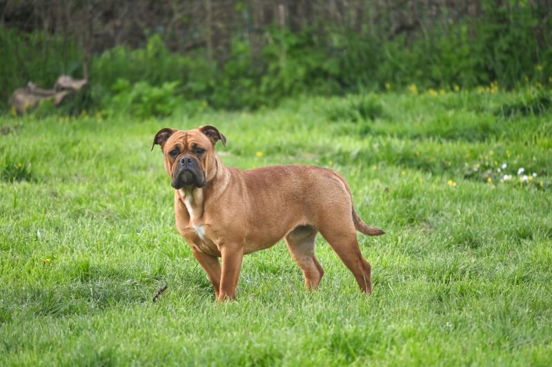 All of this Des Symphonies d'arlequin Femelle Bulldog continental