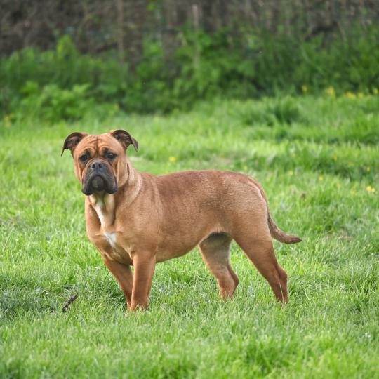 chien Bulldog continental fauve All of this Elevage des Symphonies d'arlequin