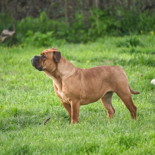 chien Bulldog continental fauve All of this Elevage des Symphonies d'arlequin