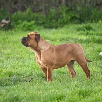 chien Bulldog continental fauve All of this Elevage des Symphonies d'arlequin