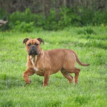 chien Bulldog continental fauve All of this Elevage des Symphonies d'arlequin