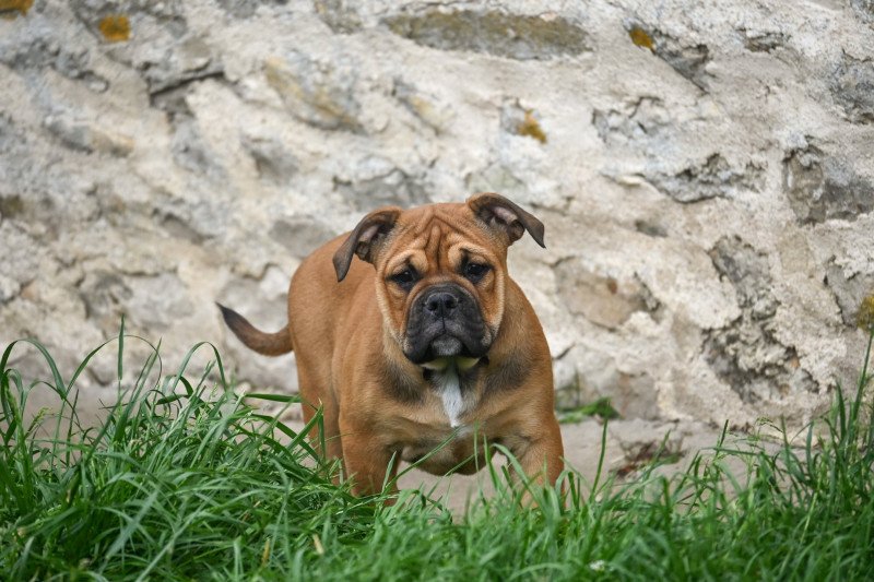All of us Des Symphonies d'arlequin Femelle Bulldog continental