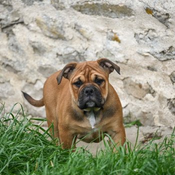 chiot Bulldog continental fauve All of us Elevage des Symphonies d'arlequin chiot Bulldog continental fauve All of us Elevage des Symphonies d'arlequin