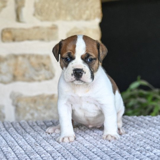 chiot Bulldog continental fauve All of you Elevage des Symphonies d'arlequin
