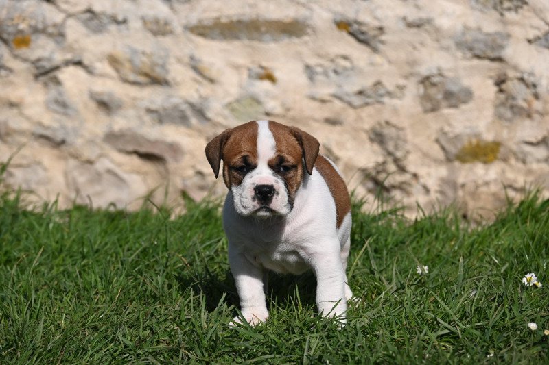 All of you Des Symphonies d'arlequin Femelle Bulldog continental