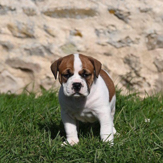All of you Des Symphonies d'arlequin Femelle Bulldog continental