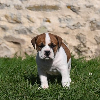 chiot Bulldog continental fauve All of you Elevage des Symphonies d'arlequin