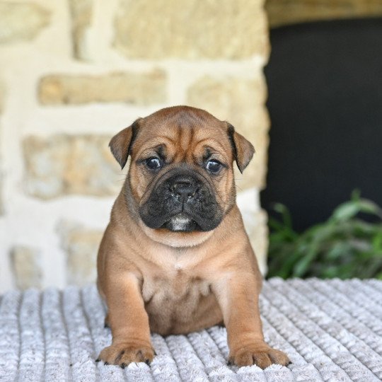 chiot Bulldog continental All on you Elevage des Symphonies d'arlequin