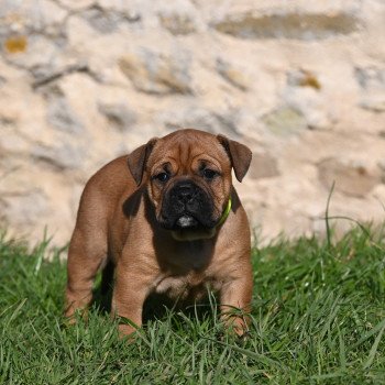 chiot Bulldog continental All on you Elevage des Symphonies d'arlequin chiot Bulldog continental All on you Elevage des Symphonies d'arlequin