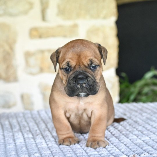 chiot Bulldog continental All over Elevage des Symphonies d'arlequin