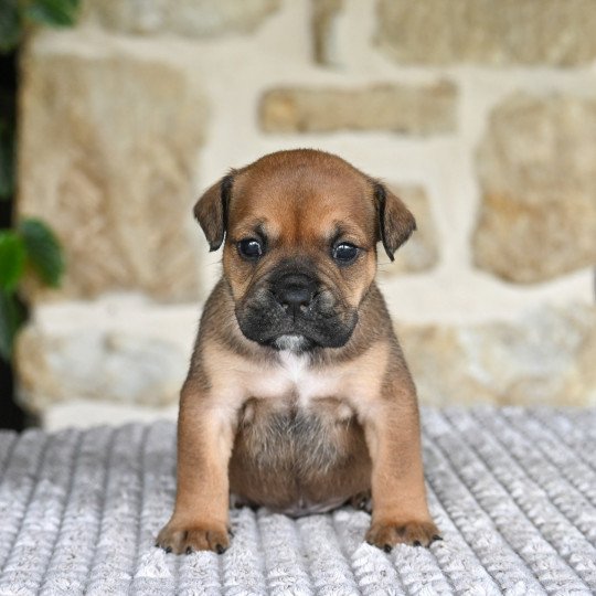 chiot Bulldog continental Fauve All the boys Elevage des Symphonies d'arlequin